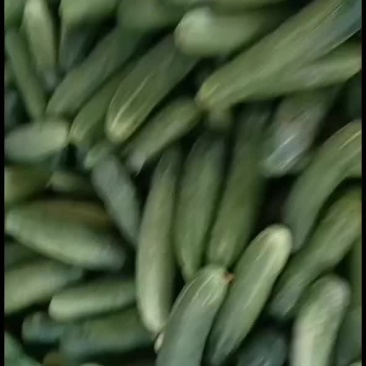 水果黄瓜
