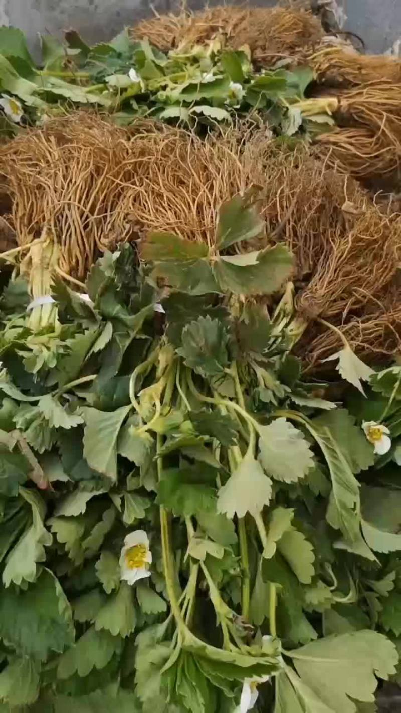 脱毒红颜草莓苗大叶红颜，裸根苗基质穴盘苗量大从优