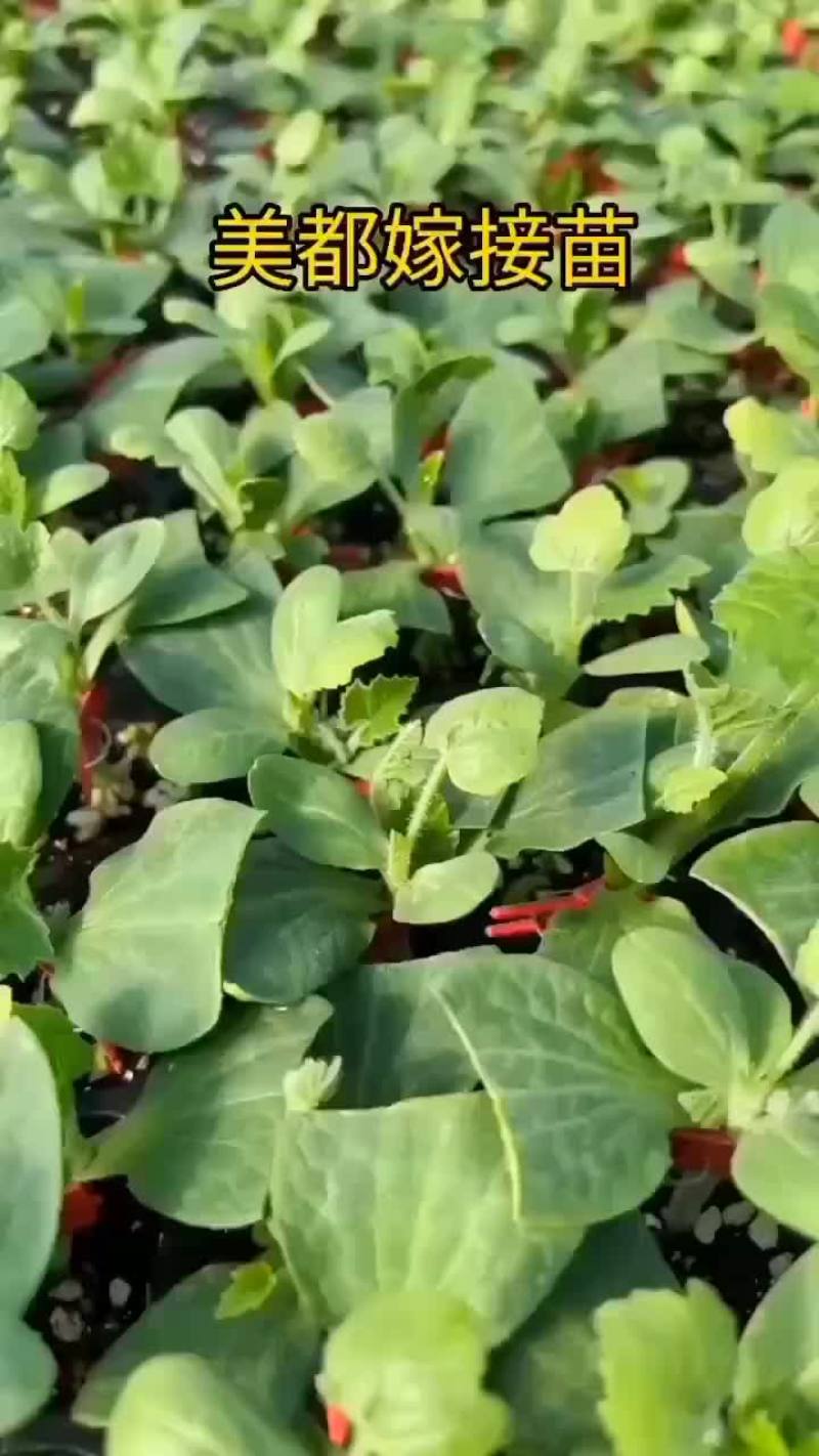 脱毒红颜草莓苗大叶红颜，裸根苗基质穴盘苗量大从优