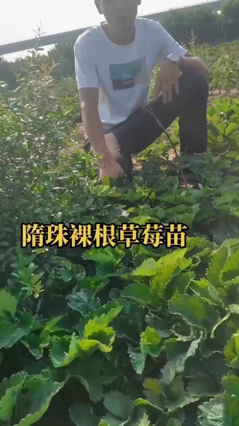 脱毒红颜草莓苗大叶红颜，裸根苗基质穴盘苗量大从优