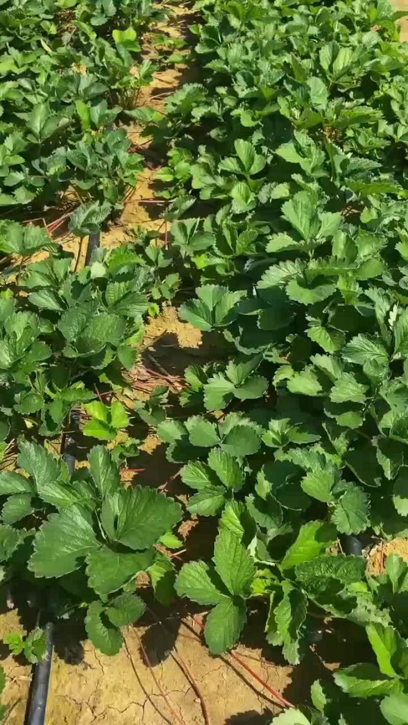脱毒红颜草莓苗大叶红颜，裸根苗基质穴盘苗量大从优