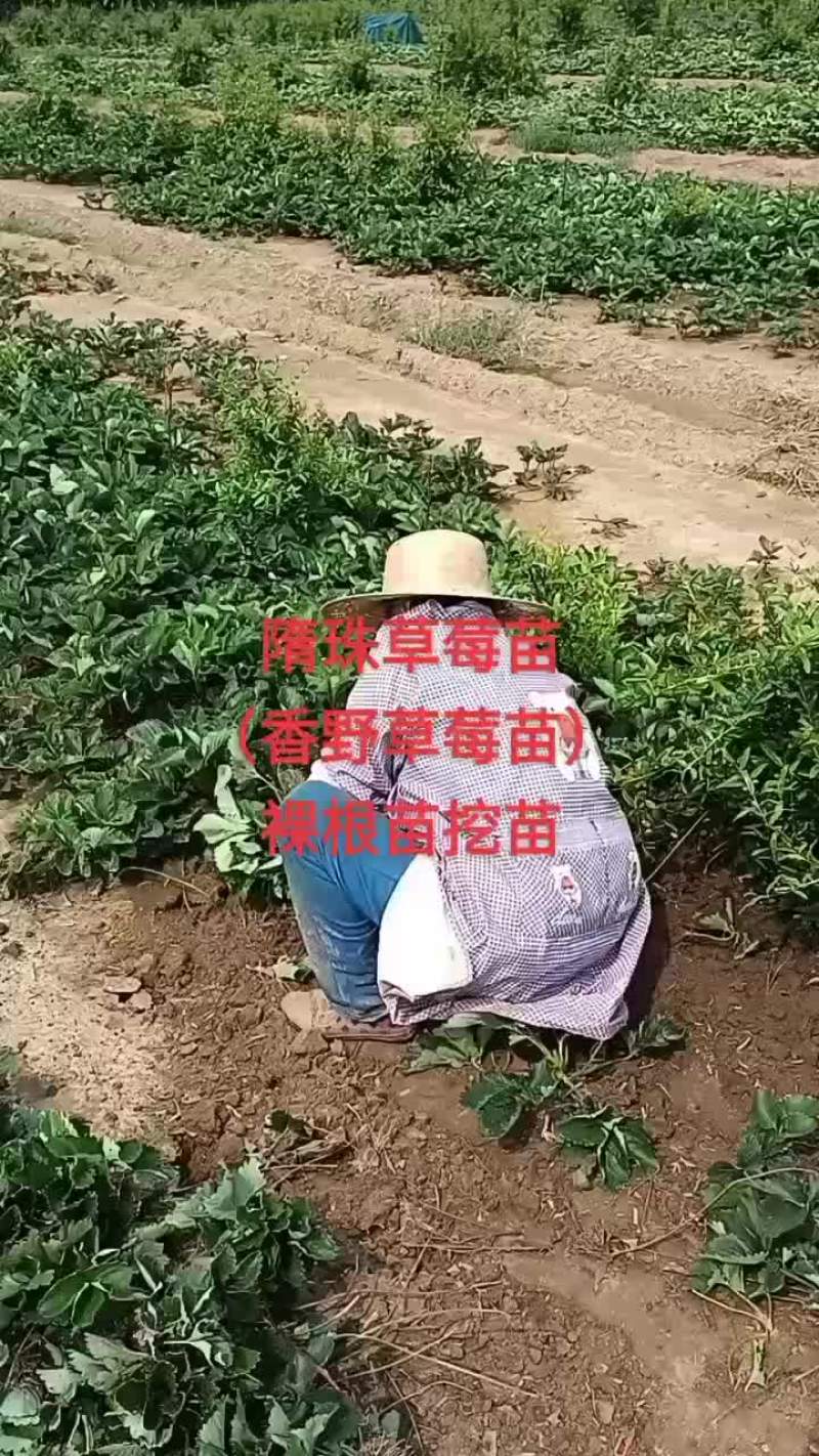 脱毒红颜草莓苗大叶红颜，裸根苗基质穴盘苗量大从优