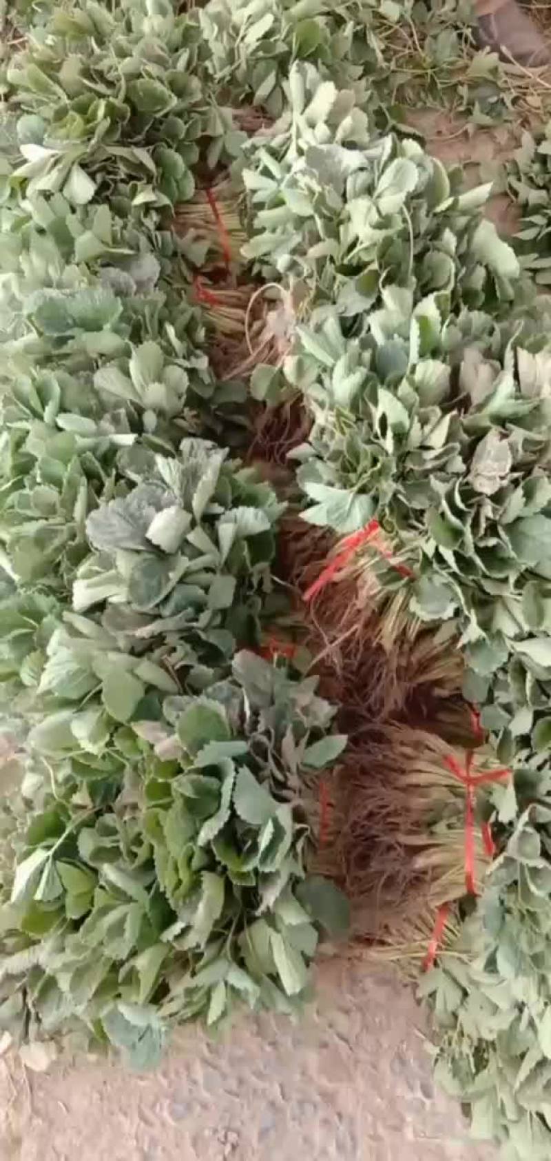 脱毒红颜草莓苗大叶红颜，裸根苗基质穴盘苗量大从优