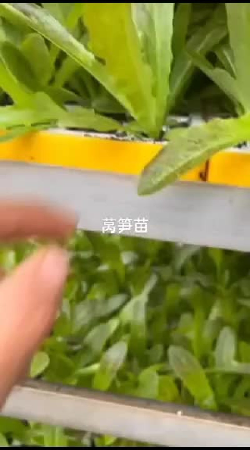 红叶绿叶莴笋苗，个头大，产量高，支持全国发货，量大从优