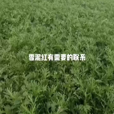 雪泥红
