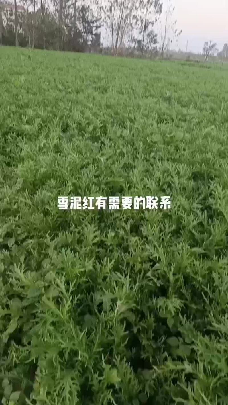 雪泥红
