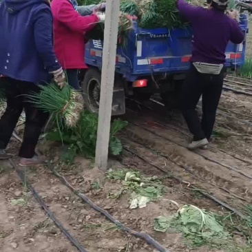 10月30号继续起葱苗发货