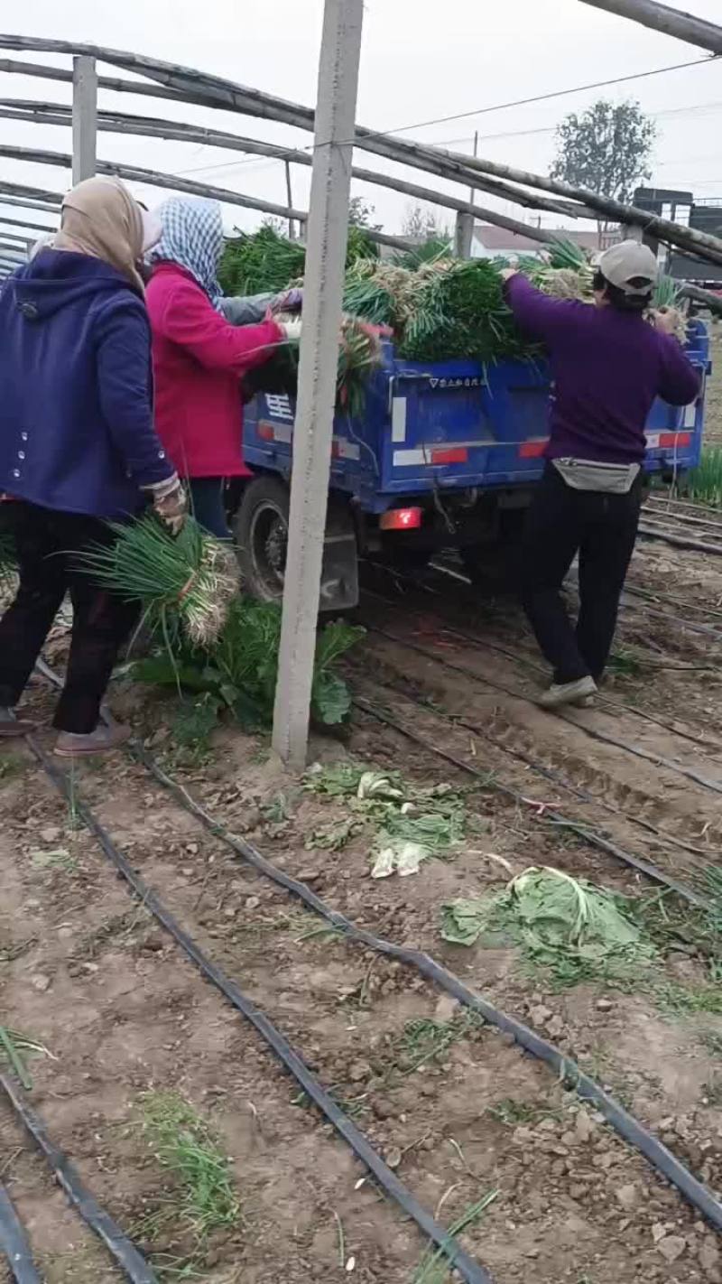 10月30号继续起葱苗发货