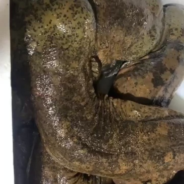 娃娃鱼一手货源，价格低品质好