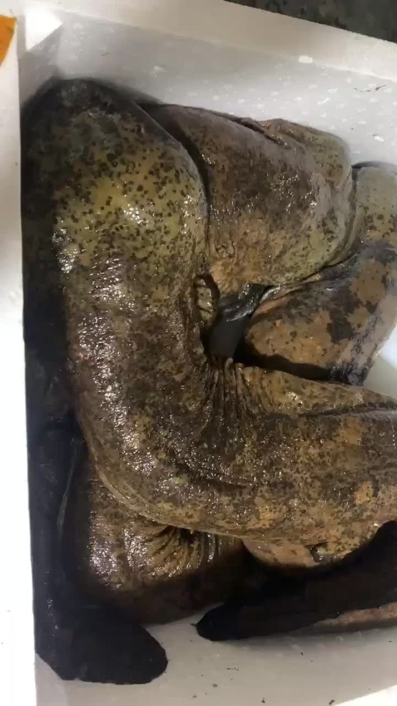 娃娃鱼一手货源，价格低品质好