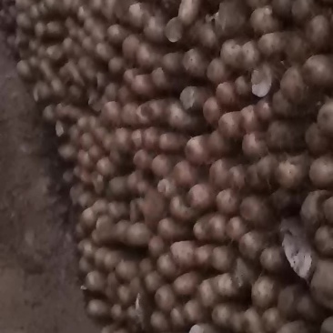 山西白玉山药产地批发。大通货，二货，巴掌。大量先货。