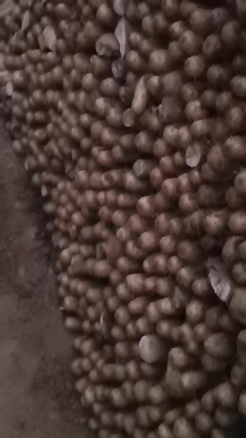 山西白玉山药产地批发。大通货，二货，巴掌。大量先货。