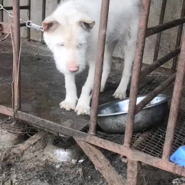 懂货的速度来秒，狗的品相，猎性都ok!