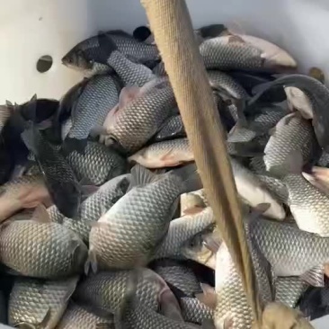 银鲫，钓场专用，皮毛好，出鱼率高，量大包回收