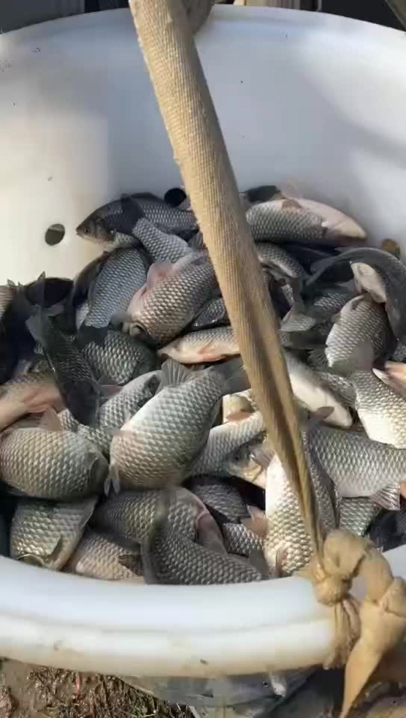 银鲫，钓场专用，皮毛好，出鱼率高，量大包回收