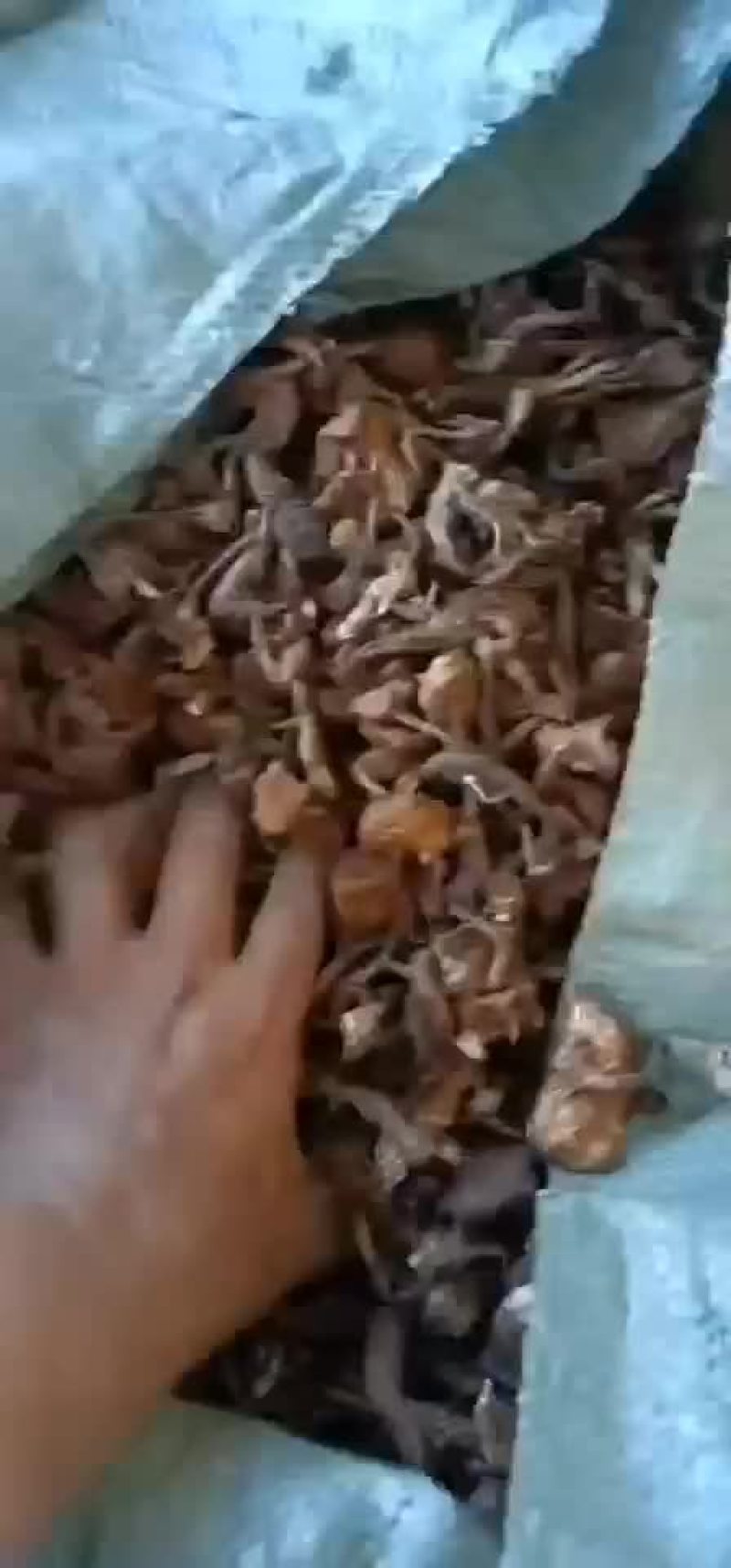 纯野生榛蘑，手工晾嗮。颜色很OK