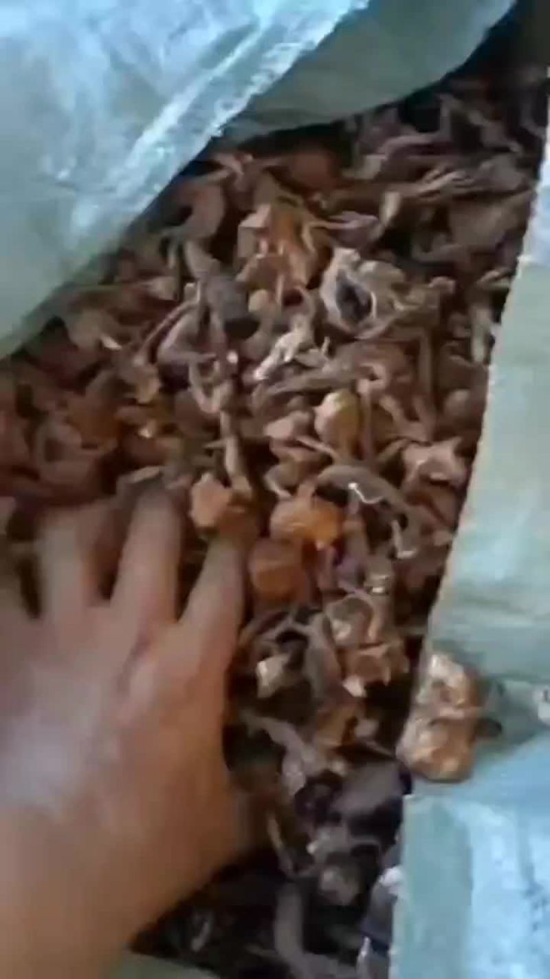 纯野生榛蘑，手工晾嗮。颜色很OK
