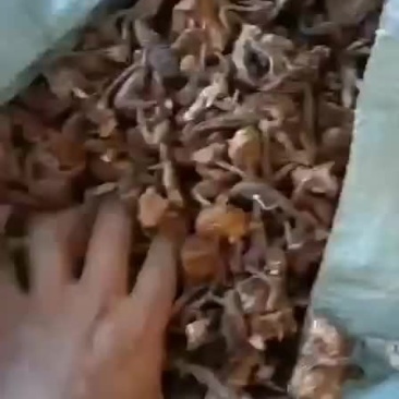 纯野生榛蘑，手工晾嗮。颜色很OK