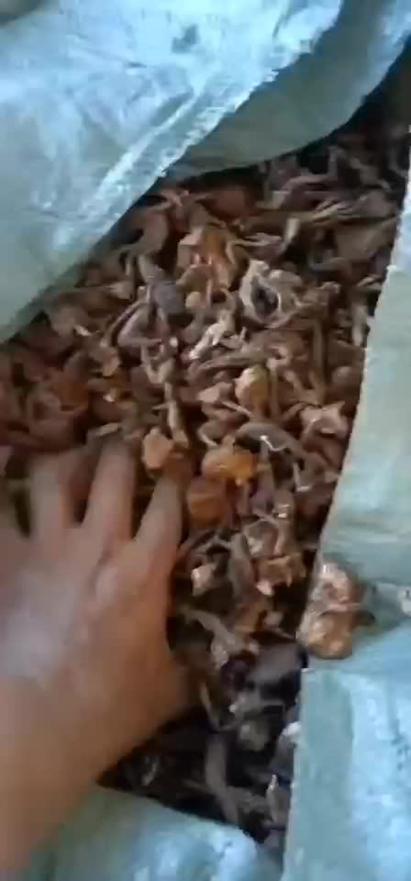 纯野生榛蘑，手工晾嗮。颜色很OK