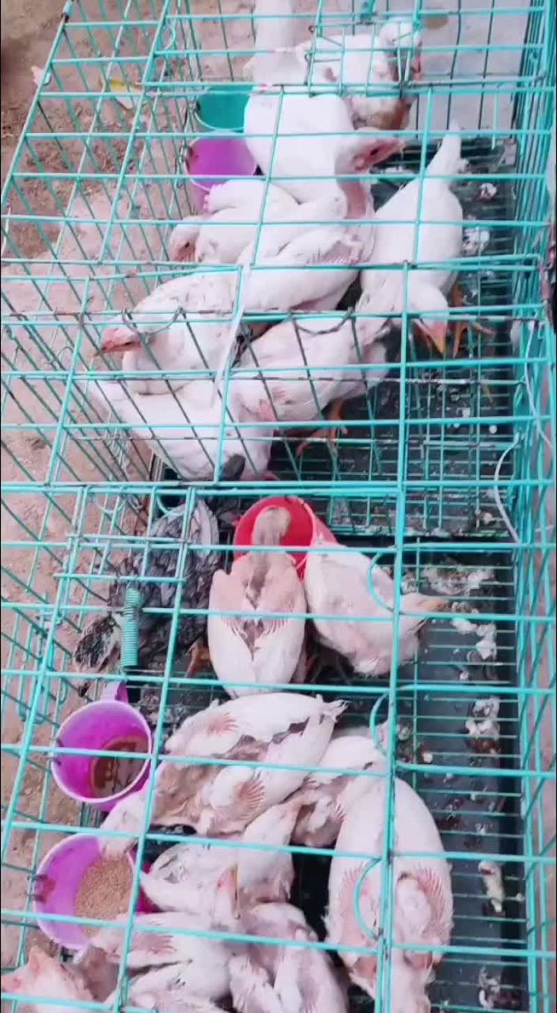 鸡
