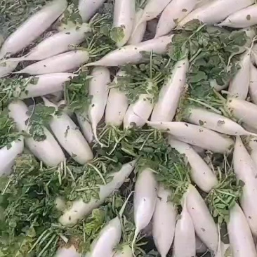 白萝卜