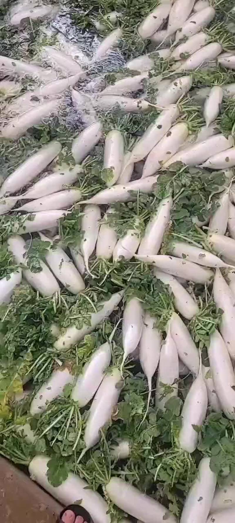 白萝卜