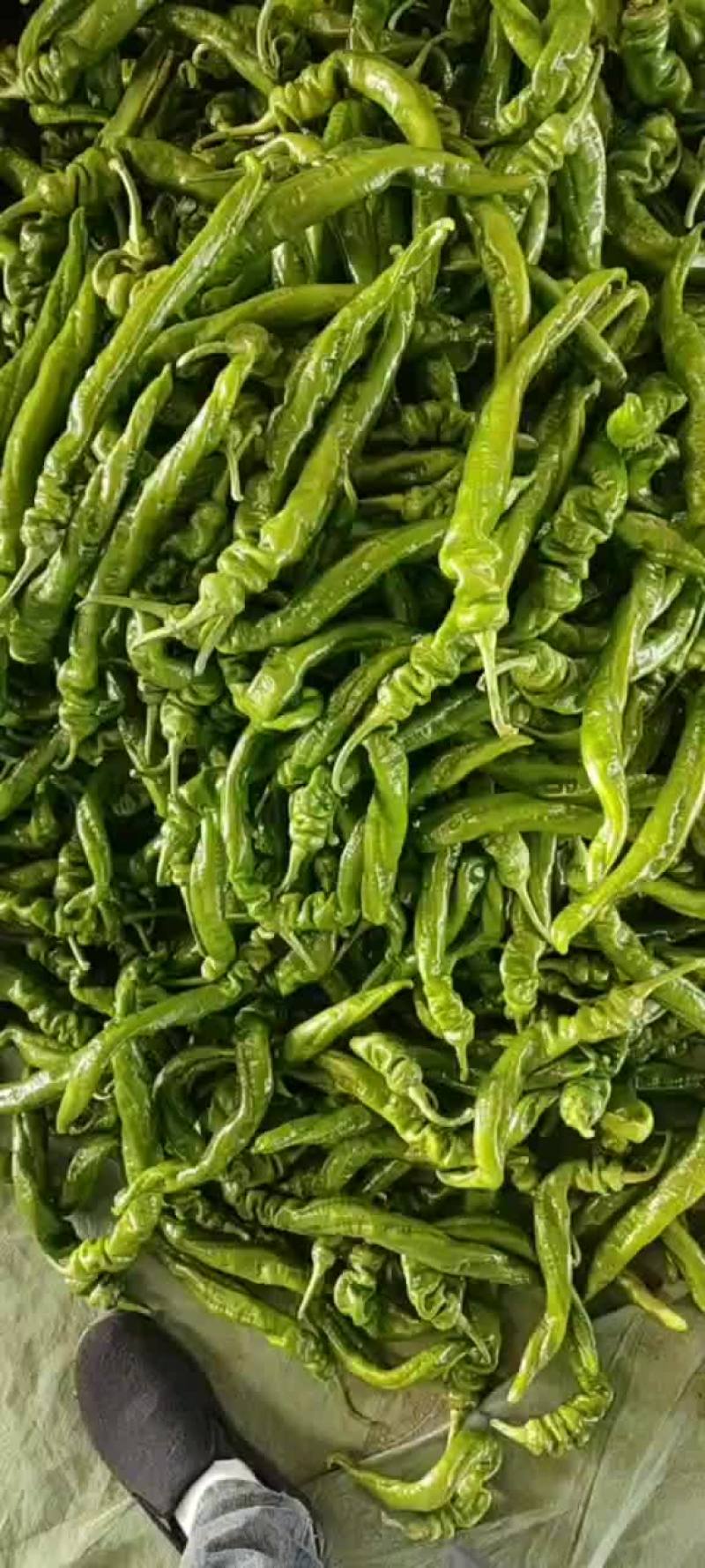 精品螺丝椒，陇椒，价格低，质量好，量大，保质保量