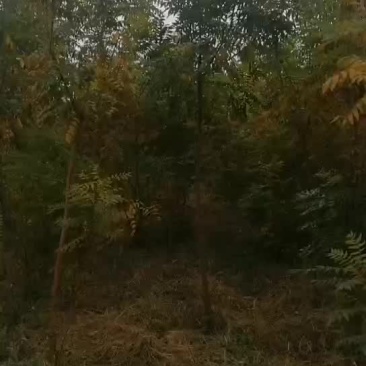 黄连木