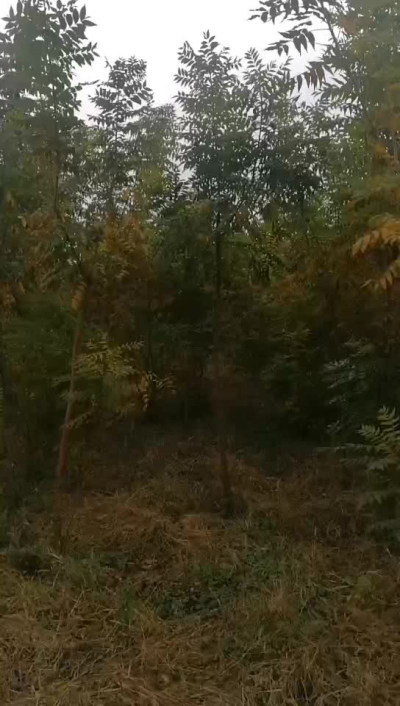 黄连木