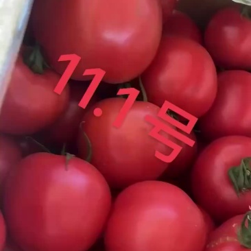 西红柿