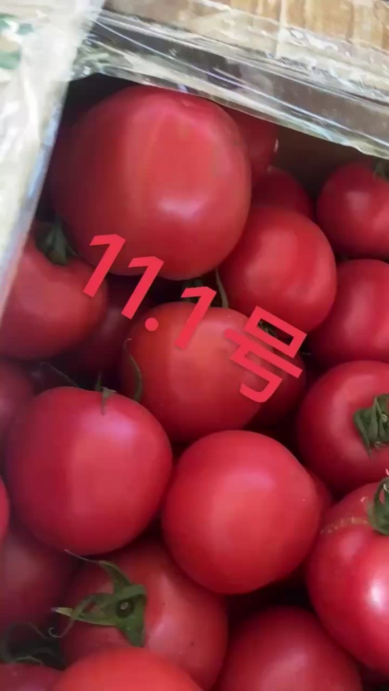 西红柿
