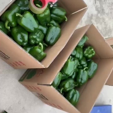 精品圆椒大量上市，黄皮尖椒，青皮椒，线椒，螺丝椒