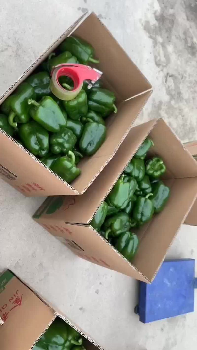 精品圆椒大量上市，黄皮尖椒，青皮椒，线椒，螺丝椒