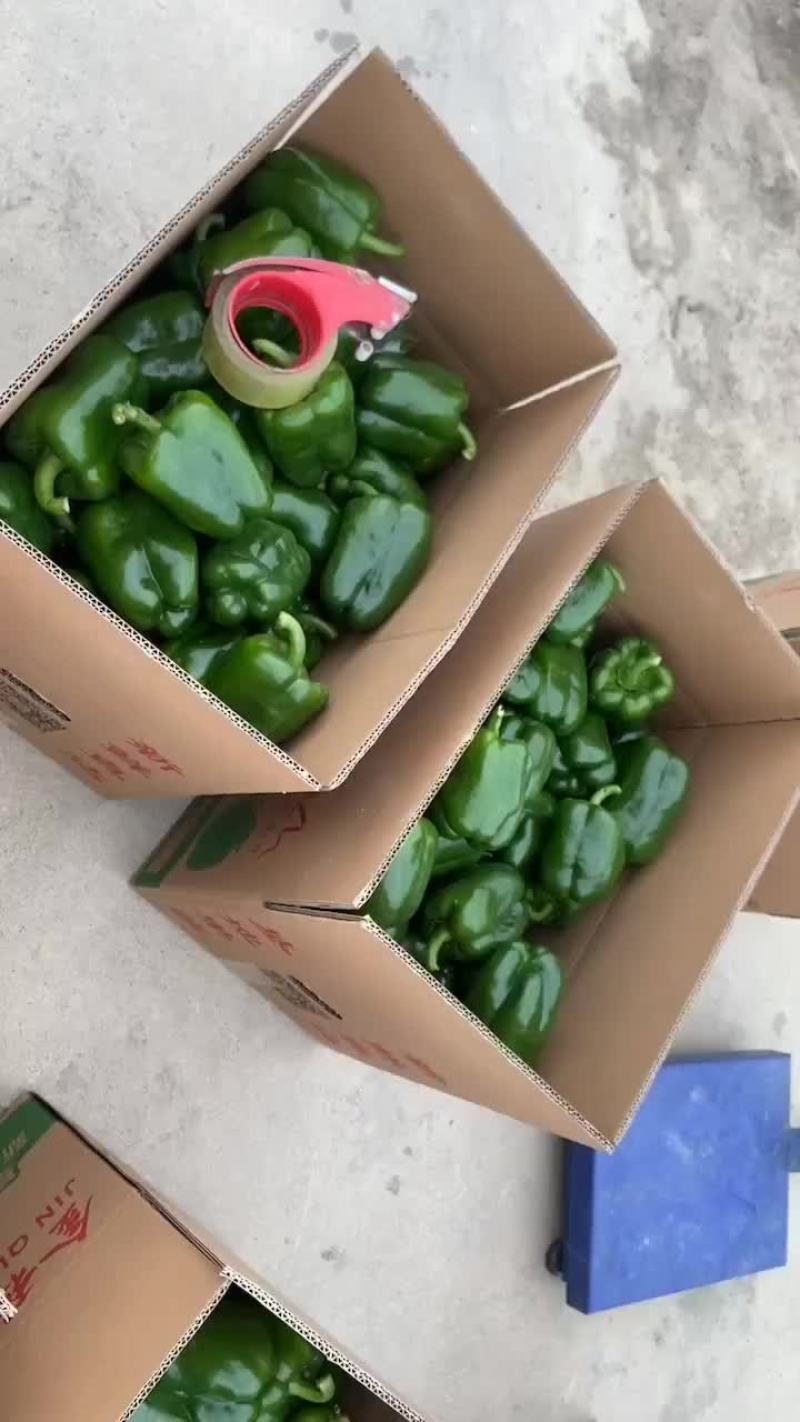 精品圆椒大量上市，黄皮尖椒，青皮椒，线椒，螺丝椒