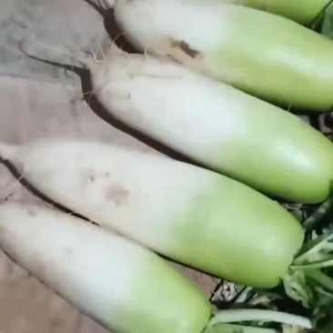 白萝卜