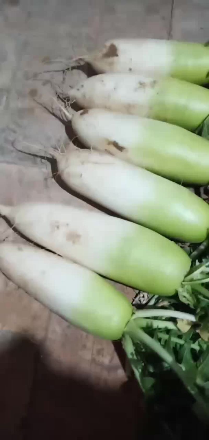 白萝卜