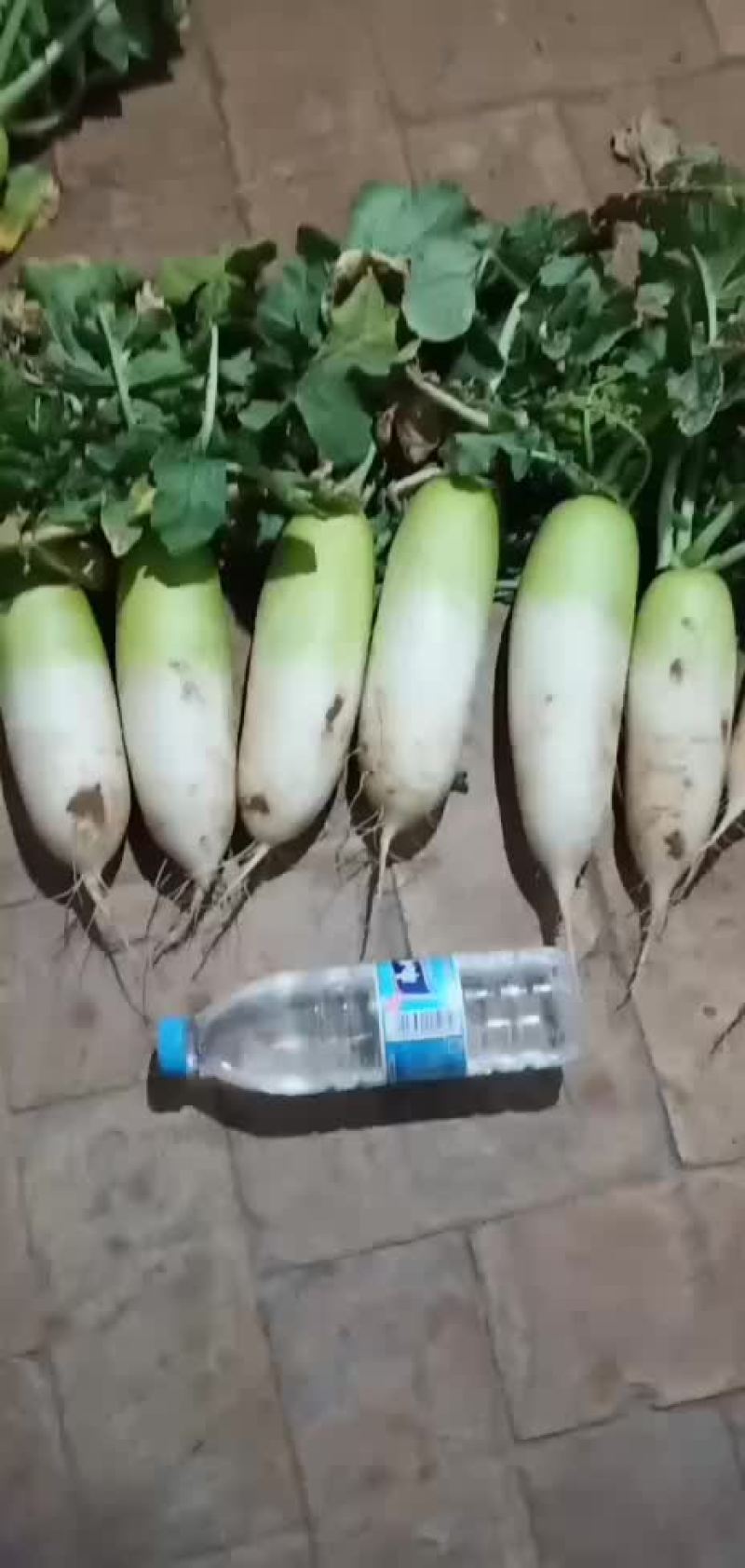 白萝卜