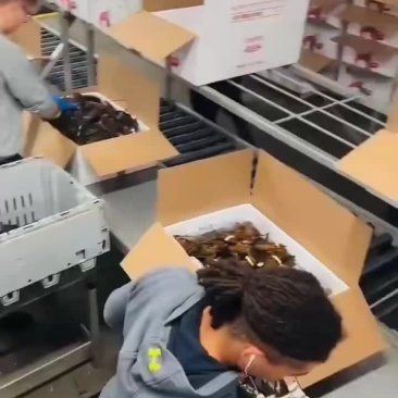 波斯顿龙虾