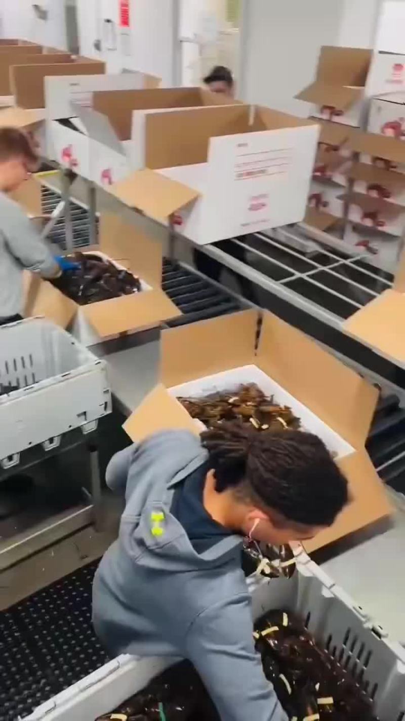 波斯顿龙虾