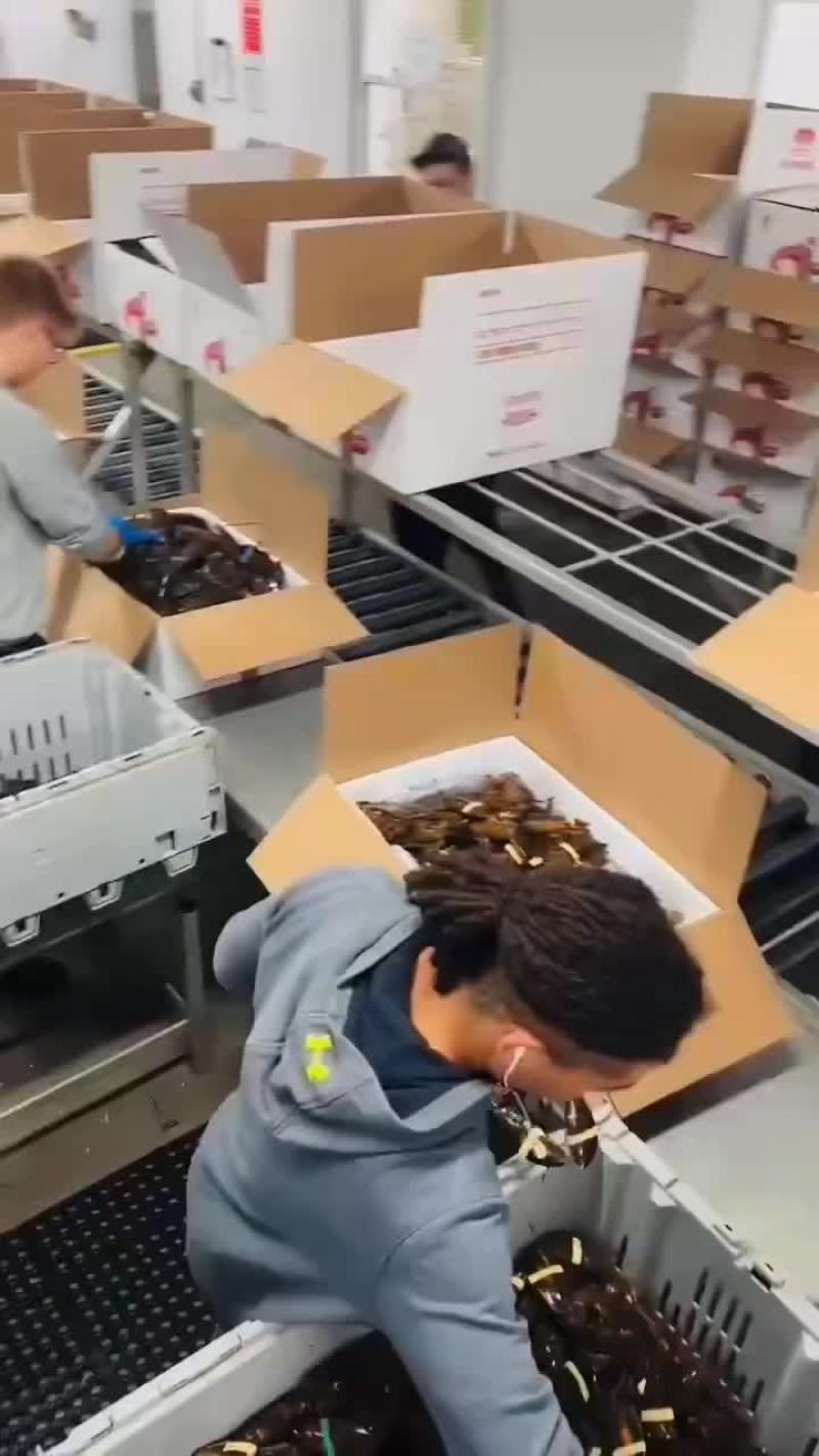 波斯顿龙虾