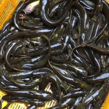 水蜂子白胡子黄辣丁黑桂鱼