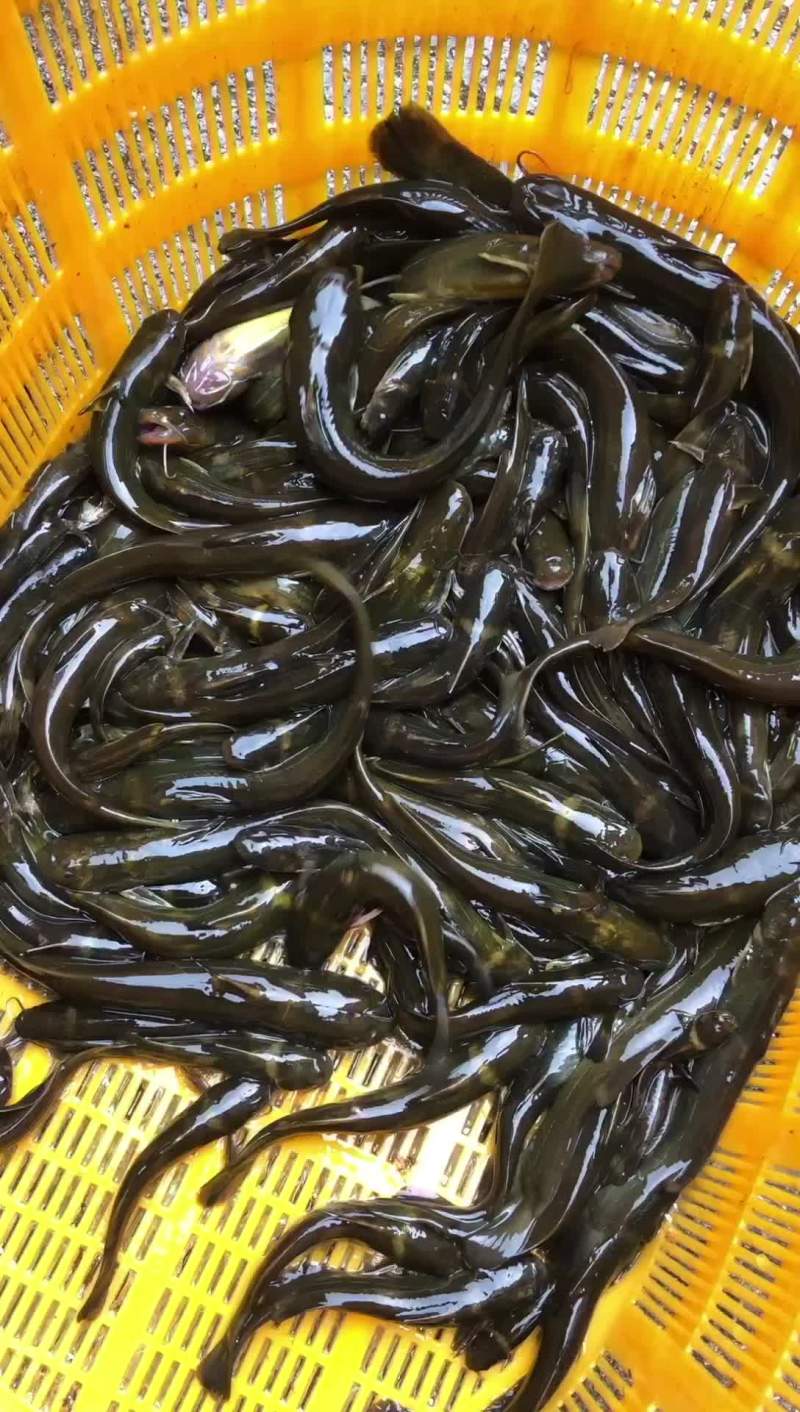 水蜂子白胡子黄辣丁黑桂鱼