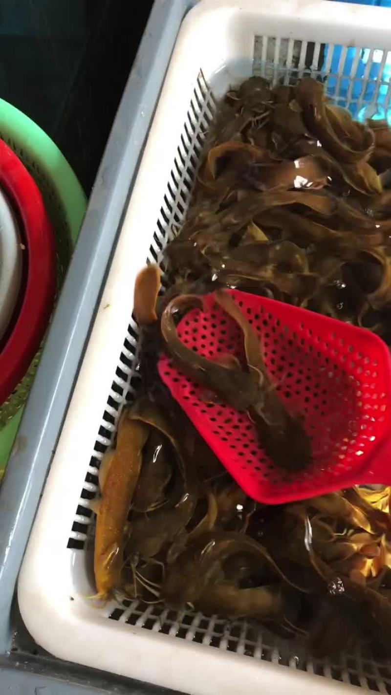 水蜂子白胡子黄辣丁黑桂鱼