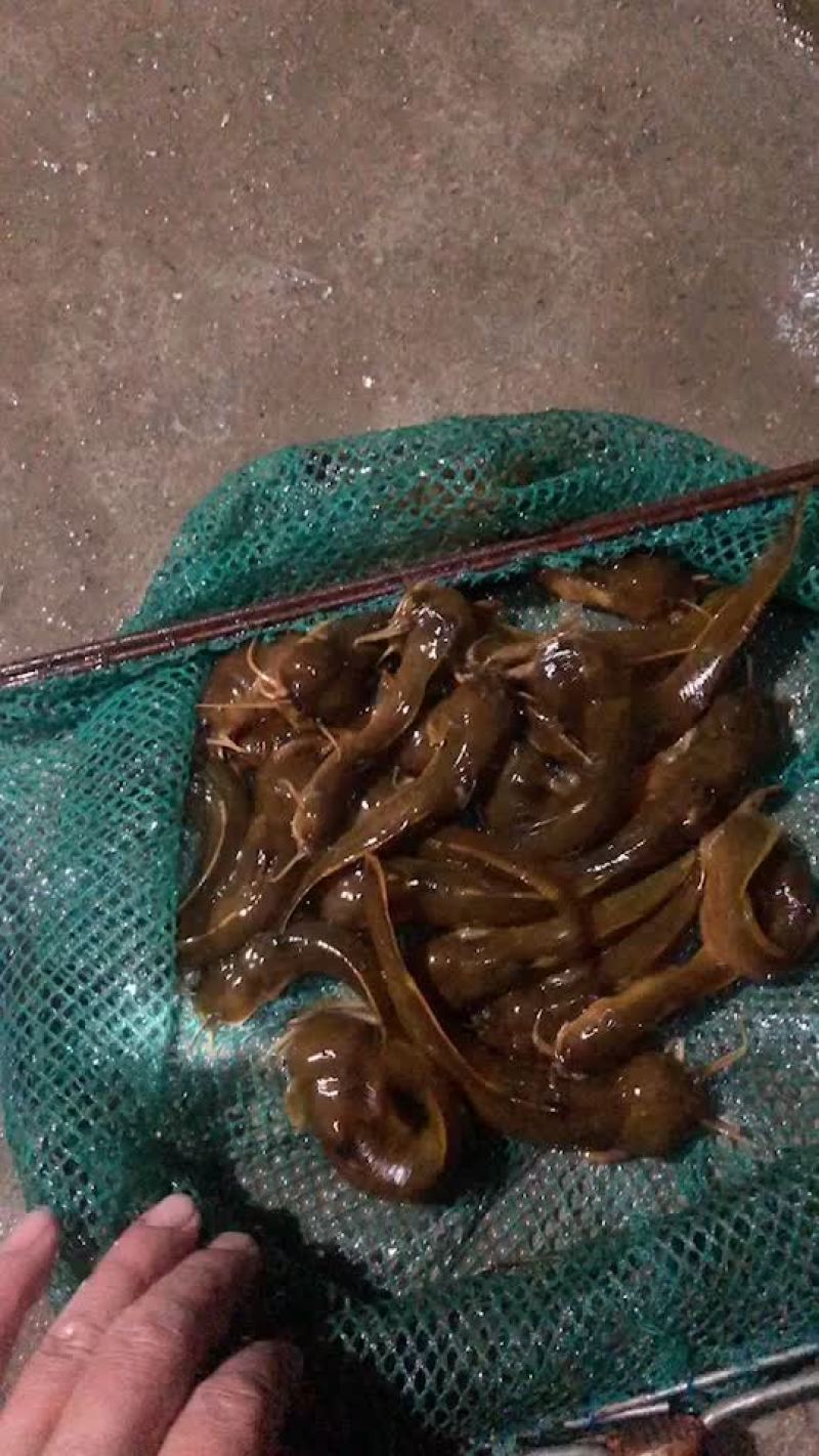 水蜂子白胡子黄辣丁黑桂鱼