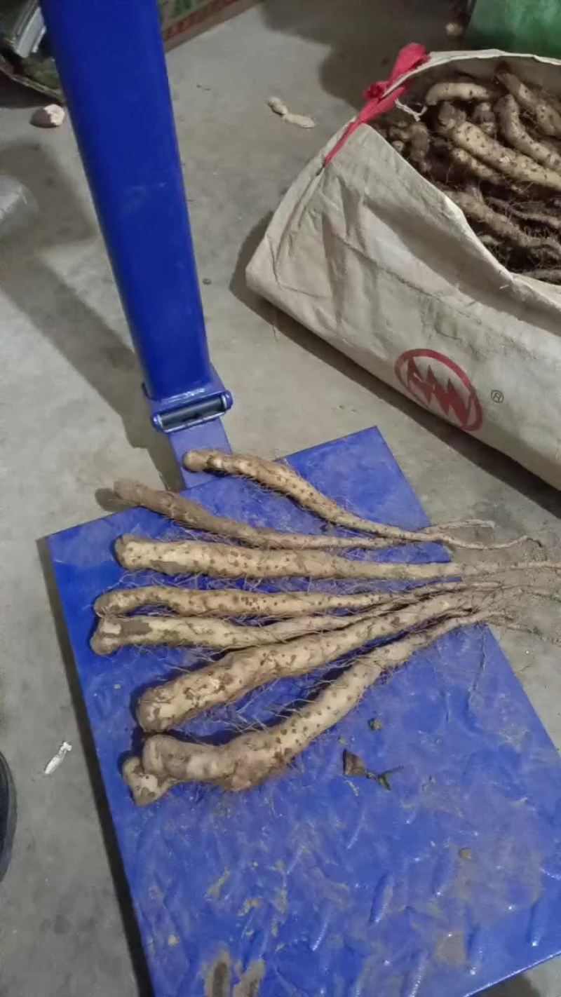 卢土地铁棍山药原种高产豆苗，豆苗，豆苗原种豆苗