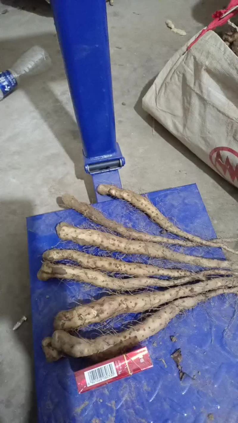 卢土地铁棍山药原种高产豆苗，豆苗，豆苗原种豆苗