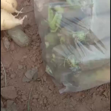胡萝卜