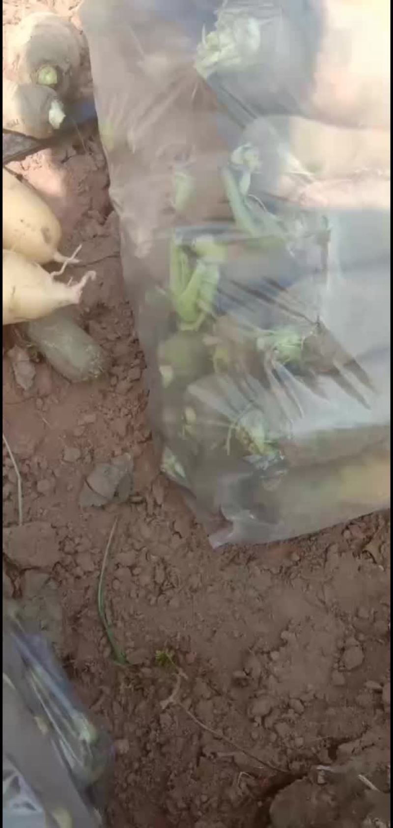 胡萝卜