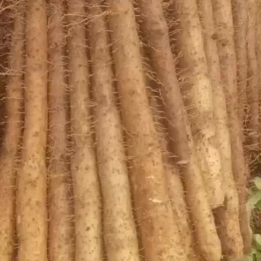 白鬼山药上市啦！要的老板可以下单啦！