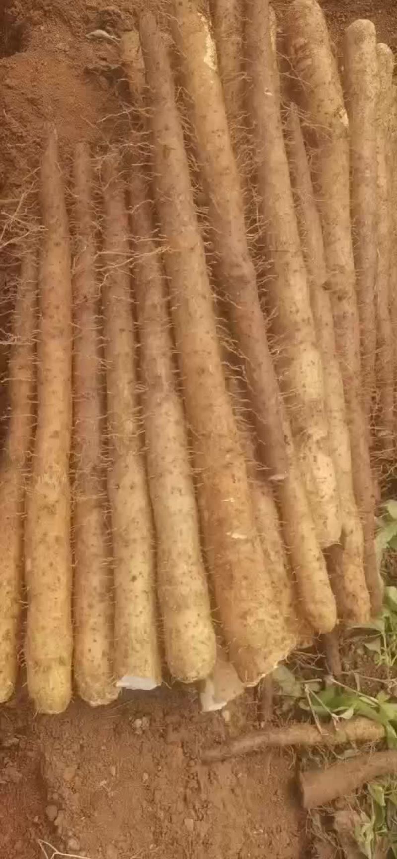 白鬼山药上市啦！要的老板可以下单啦！